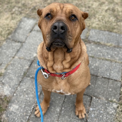 Autumn - Benchwarmer!