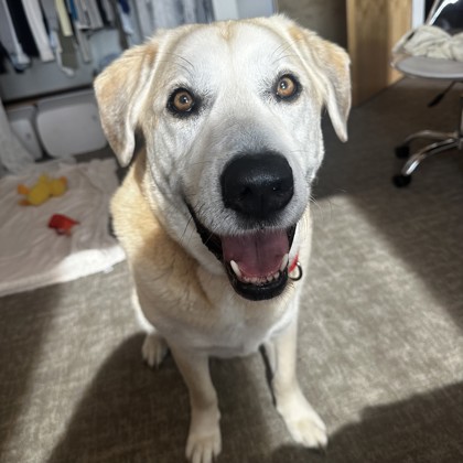 Jake