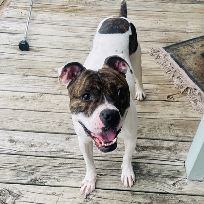 Amor