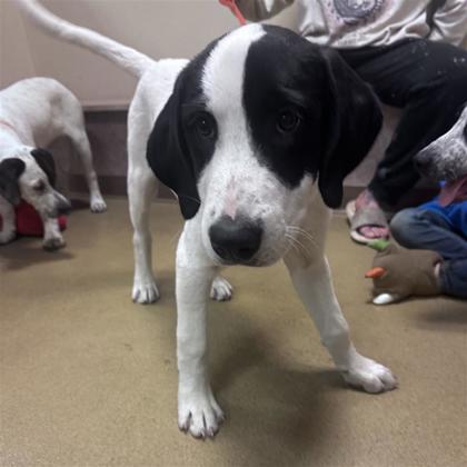 Avenger