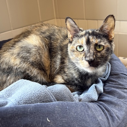 Jelly Bean - Video & Staff Pick!