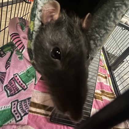 Bean