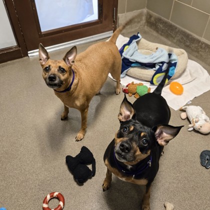 Layla - Required Couple!