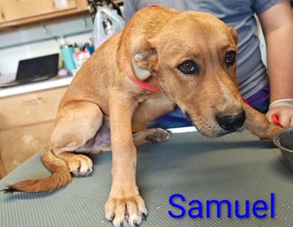 Samuel