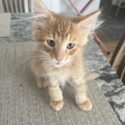 Cat 1