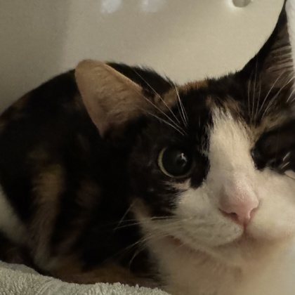 Zena