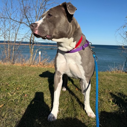 Josie - Benchwarmer!