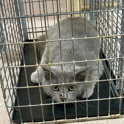 “John Deere Lawnmower”