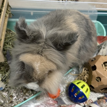 Zeus
