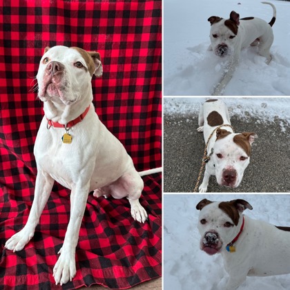 Goodie - Benchwarmer!