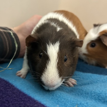 Mocha