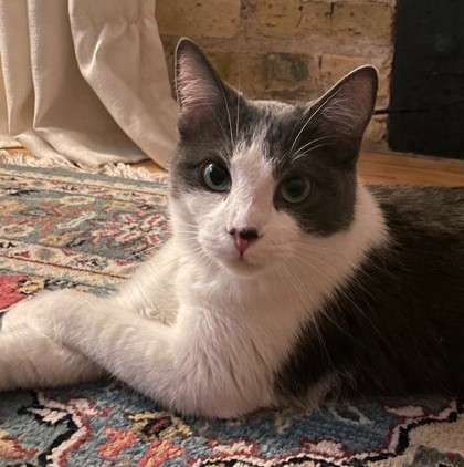 Purrcy