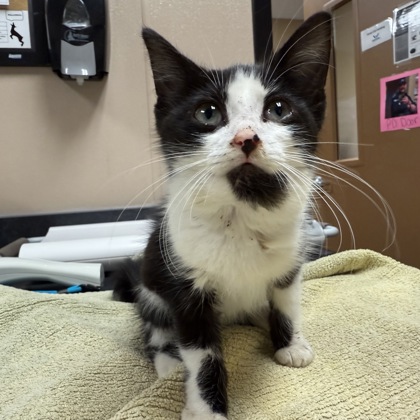 Juno- Adoption Hold!