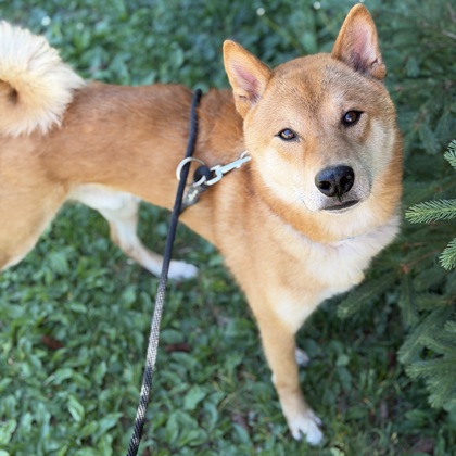 Zuko
