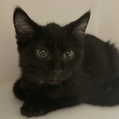 Penelope