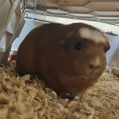 Pumpkin