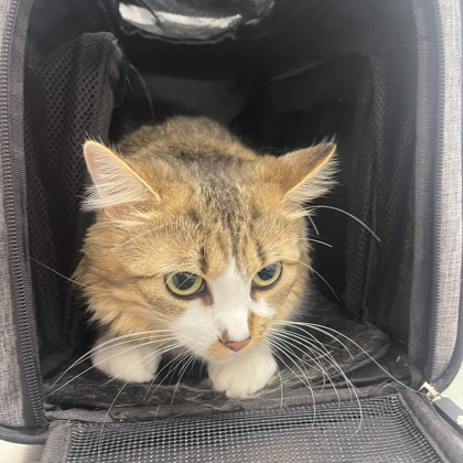 Bootsie