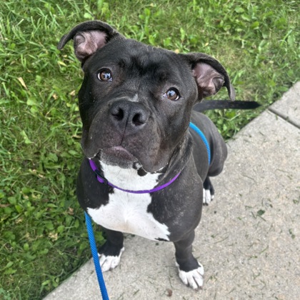 Nova