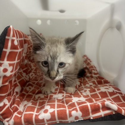 "Monica" - Adoption Hold!