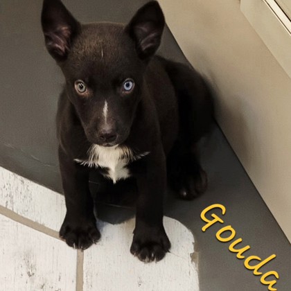 Gouda
