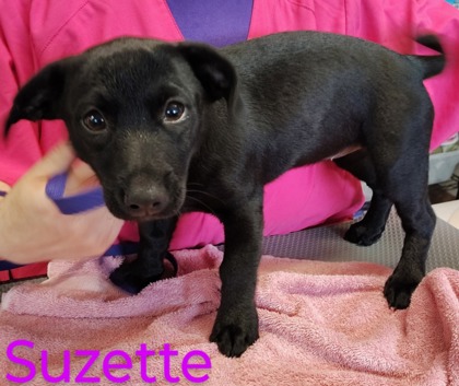 Suzette