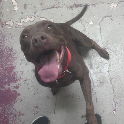 Ginger - Benchwarmer!