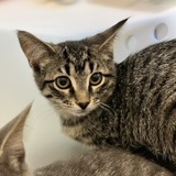 Spaghetti - Working Cat!