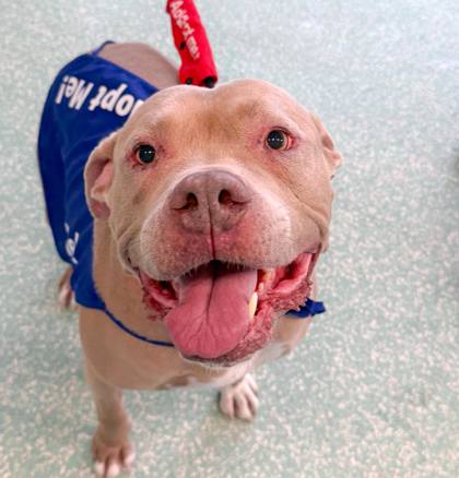 Caleb - Staff Pick & Benchwarmer!