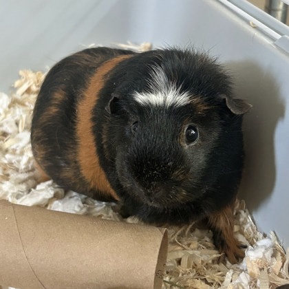 Brownie