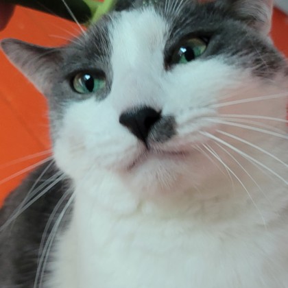 Goose