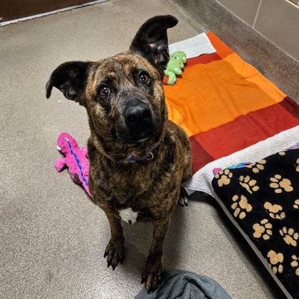 Kimber - Volunteer Pick!