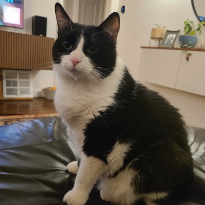 Oreo
