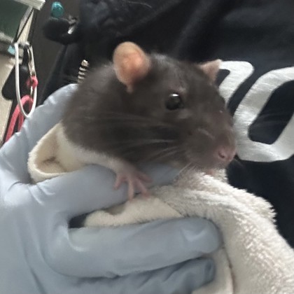 Splinter