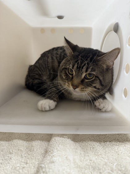 "Sockzilla" - Adoption Hold!