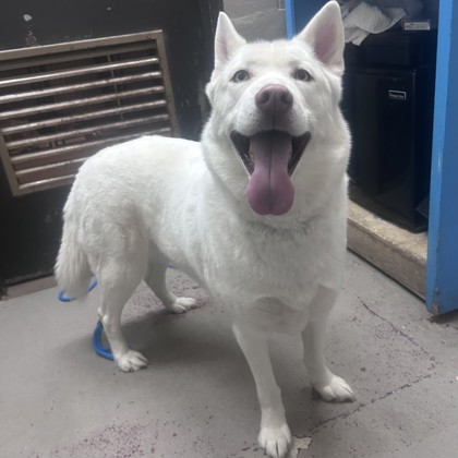 "Jenny Craig" - Adoption Hold!