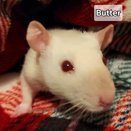 Butter - Required Trio!