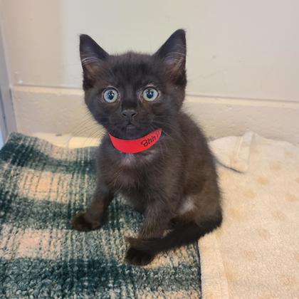 Juliet - Available Sat. May 3rd @ 3pm!