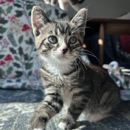 Reid