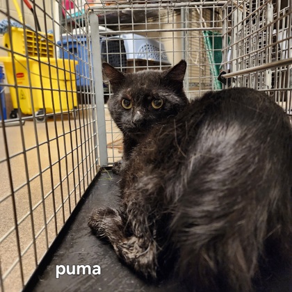 "Puma"