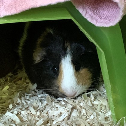 Brownie - Required Couple