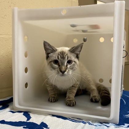 "Maelle" Adoption Hold!