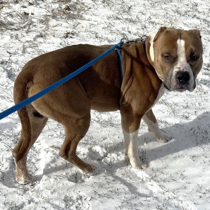 Bagel - Benchwarmer!