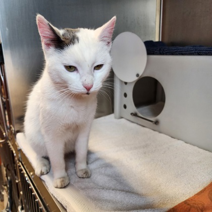 "Blanco"-Finder's Hold!