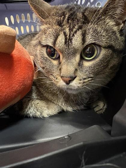 Peanut