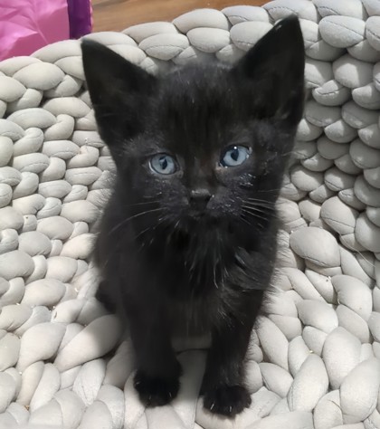 Artemis