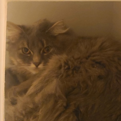 Glameow