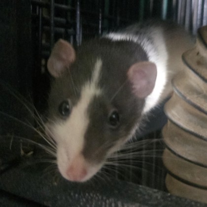 Lumin - Required Pair!