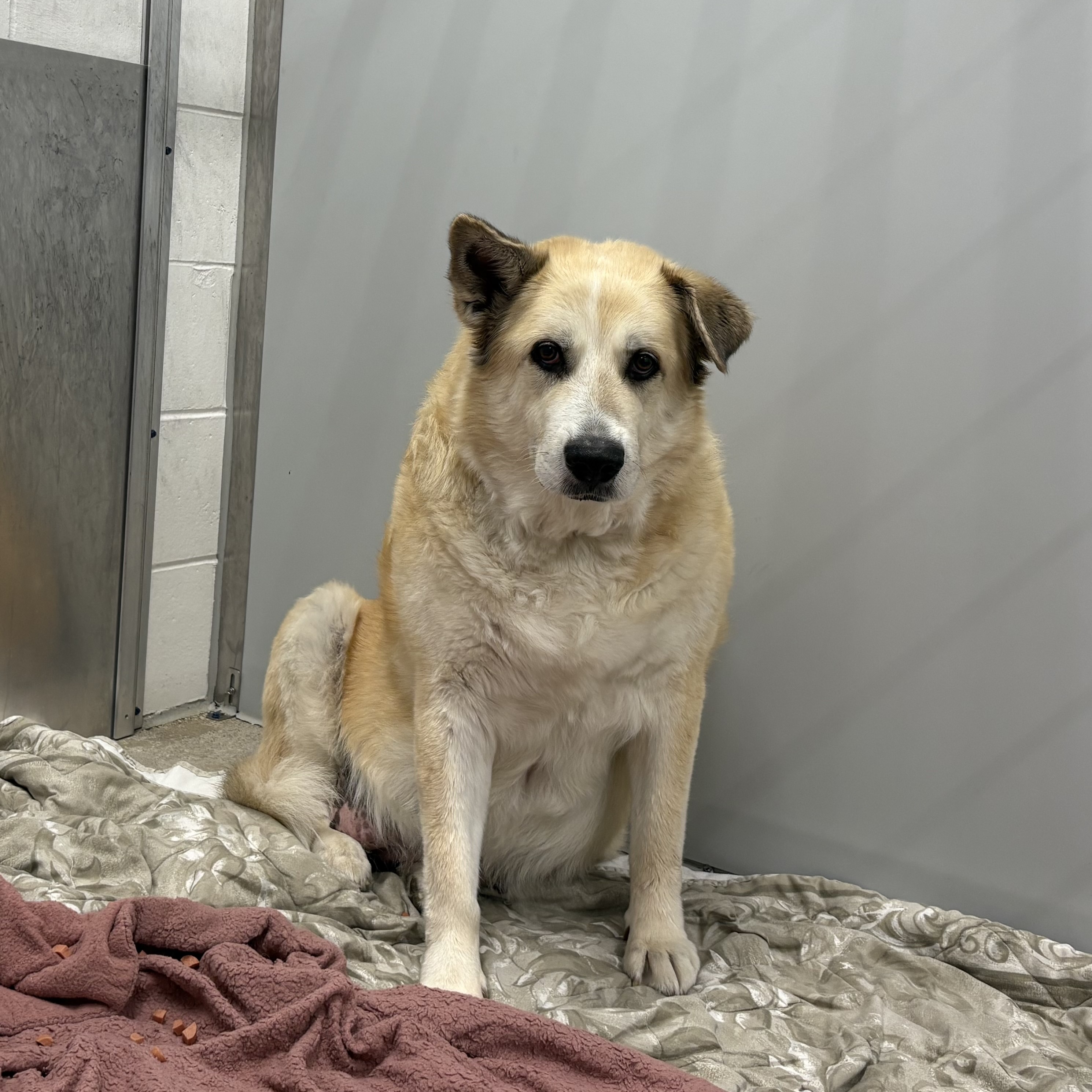 "Budderball" - Adoption Hold!