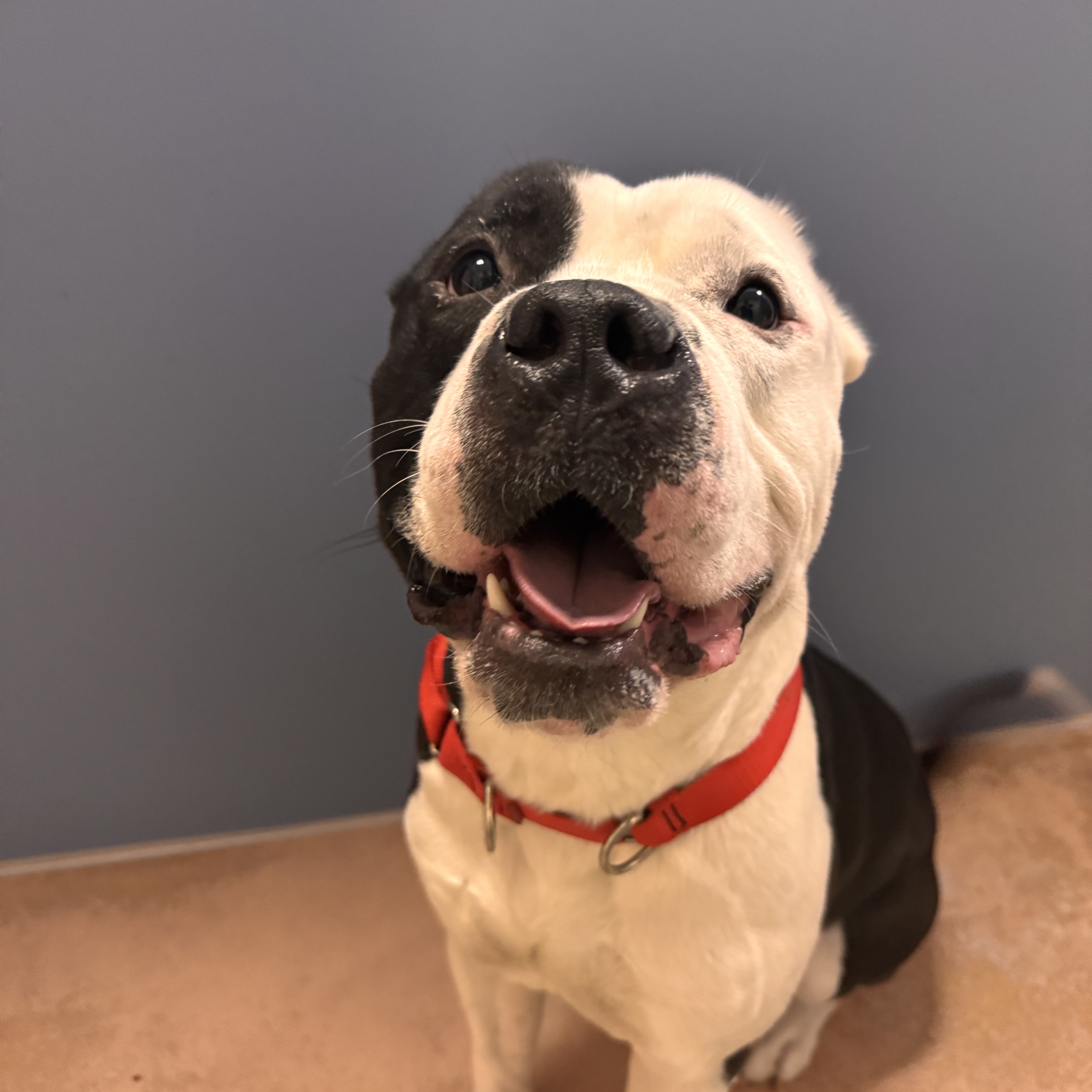 Ace - Available Sat. Jan. 3 @ 10am