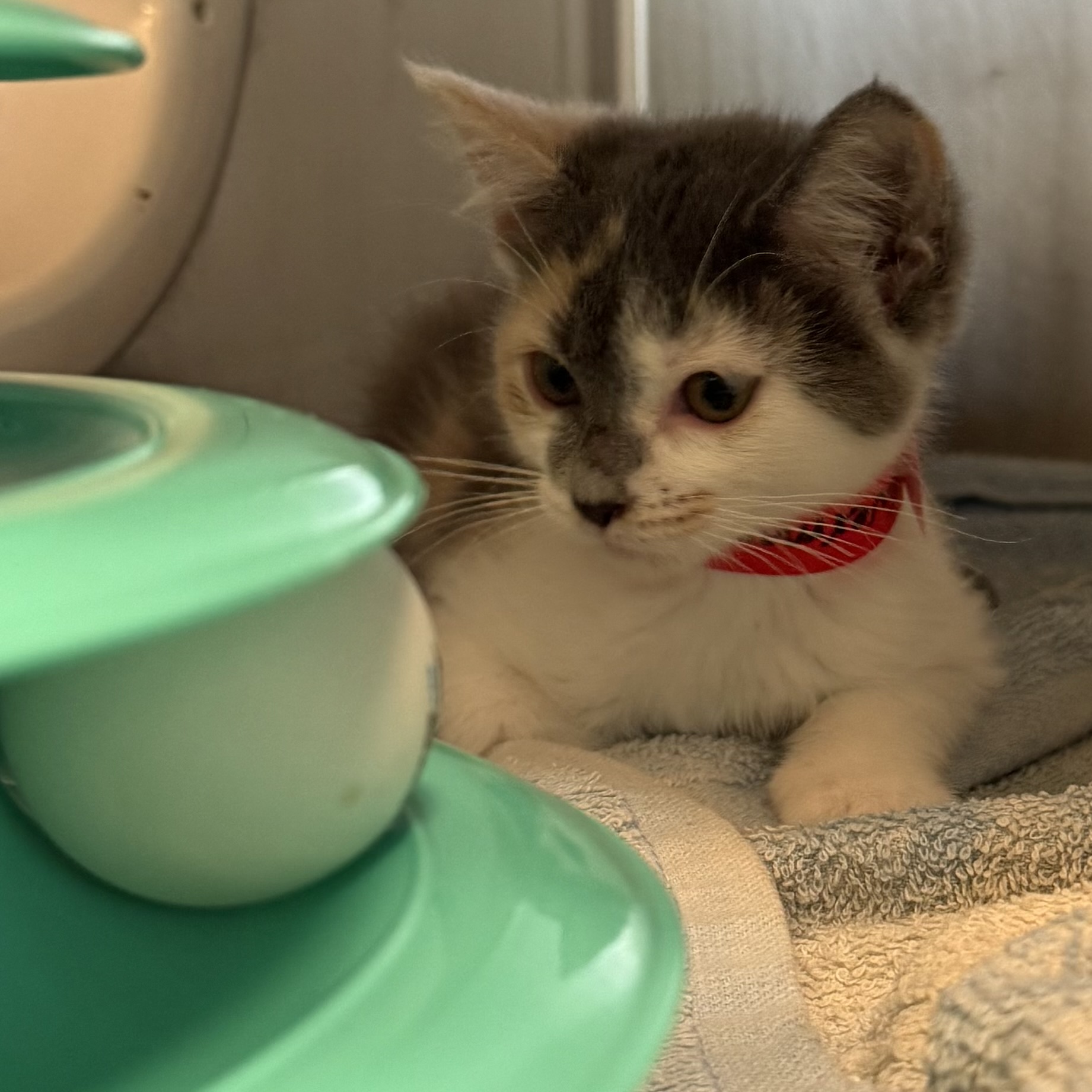 Evermore